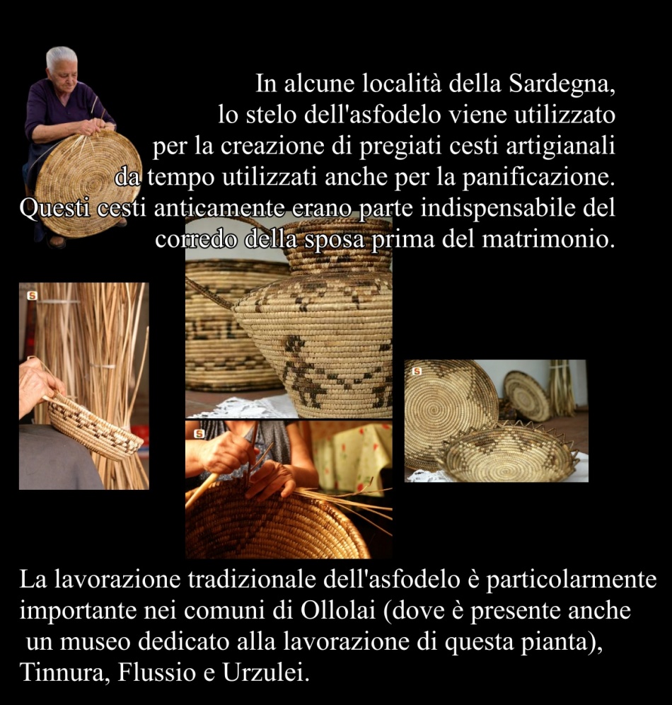 La lavorazione tradizionale dell'asfodelo è particolarmente importante nei comuni di Ollolai (dove è presente anche un museo dedicato alla sua lavorazione)
